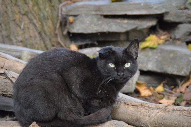 ehrenamt-freilebende-katzen-schwarz Ehrenamt - Betreuung wildlebender Katzen