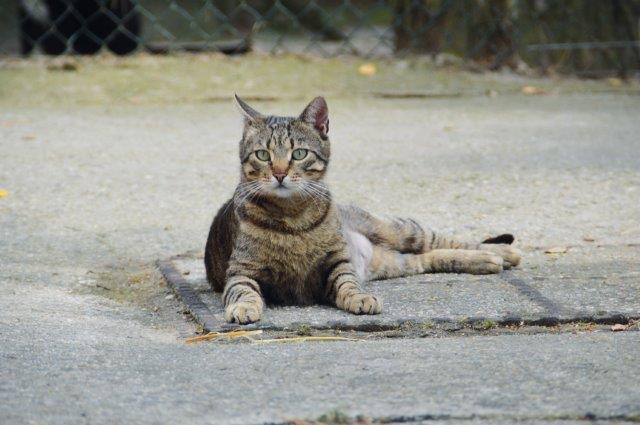 ehrenamt-freilebende-katzen-strasse Ehrenamt – Betreuung wildlebender Katzen