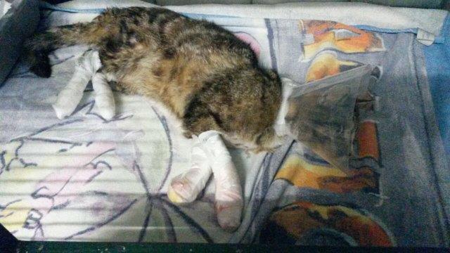 kater-haidmühl-gefunden-tisch-trichter Verletzter Fundkater Haidemühl - Eventuell länger eingesperrt