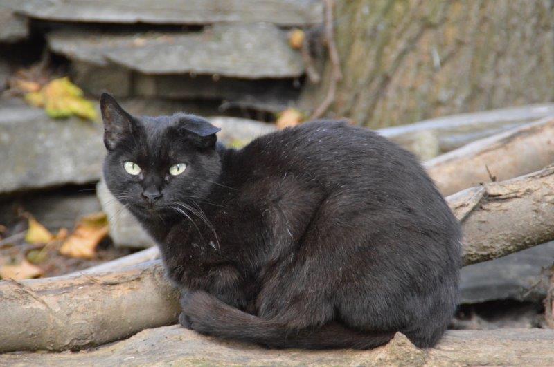 schwarze-Katze-Netzschkau-1 Katzen Altersruhesitz Netzschkau