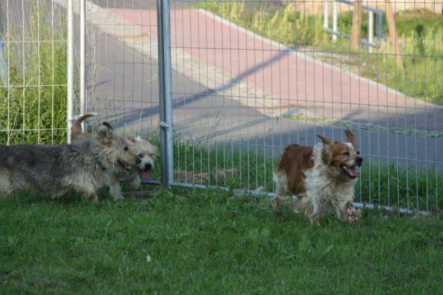 zaun-hundeauslauf-hunde-spielen-drei Unterstützen Sie das Tierheim Unterheinsdorf