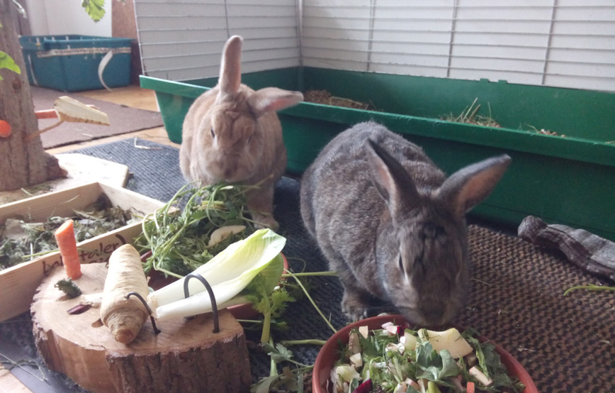 Kaninchen Langohr gehts fein im neuen Zuhause - 27. Juni 2017