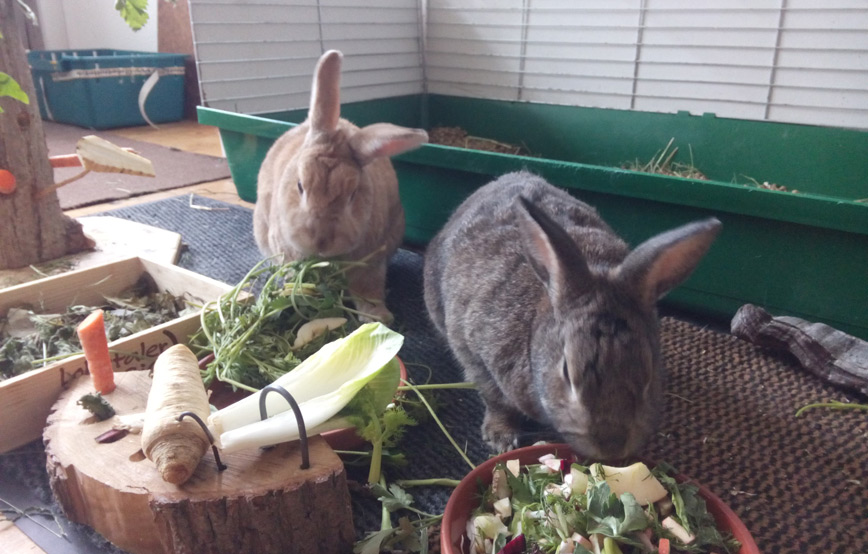 zwei-kaninchen-futtern-vor-dem-käfig Kaninchen Langohr gehts fein im neuen Zuhause