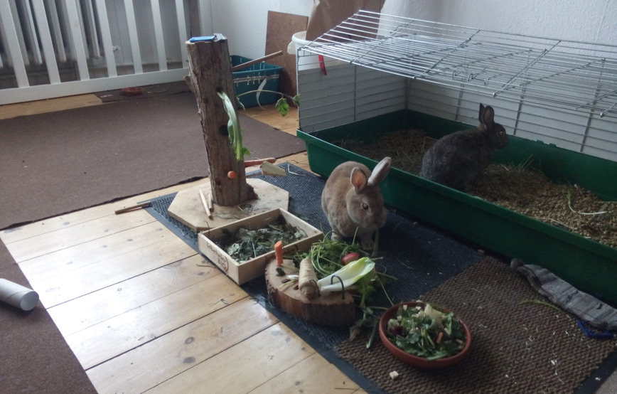 zwei-kaninchen-futtern Kaninchen Langohr gehts fein im neuen Zuhause