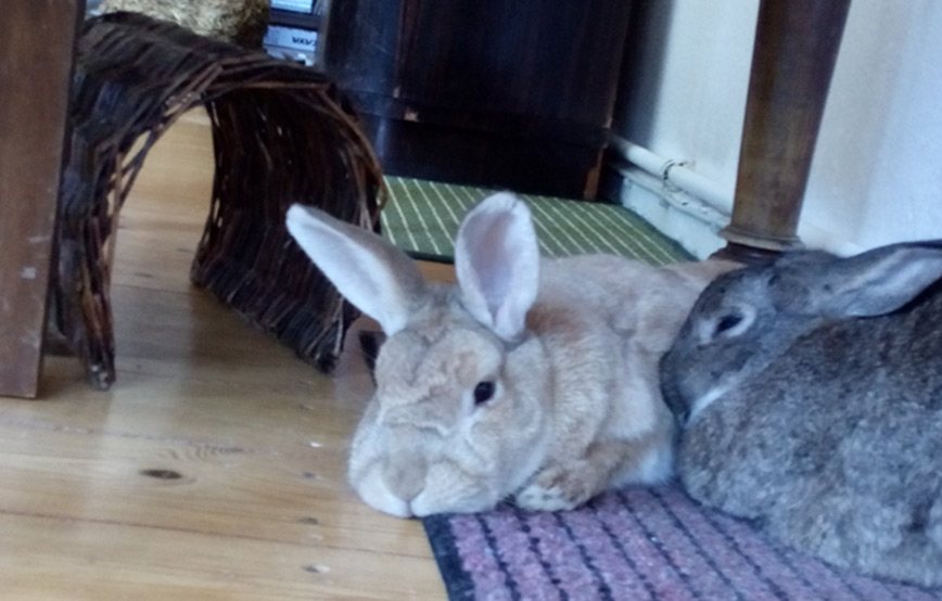 zwei-kaninchen-kuscheln-auf-dem-boden Kaninchen Langohr gehts fein im neuen Zuhause