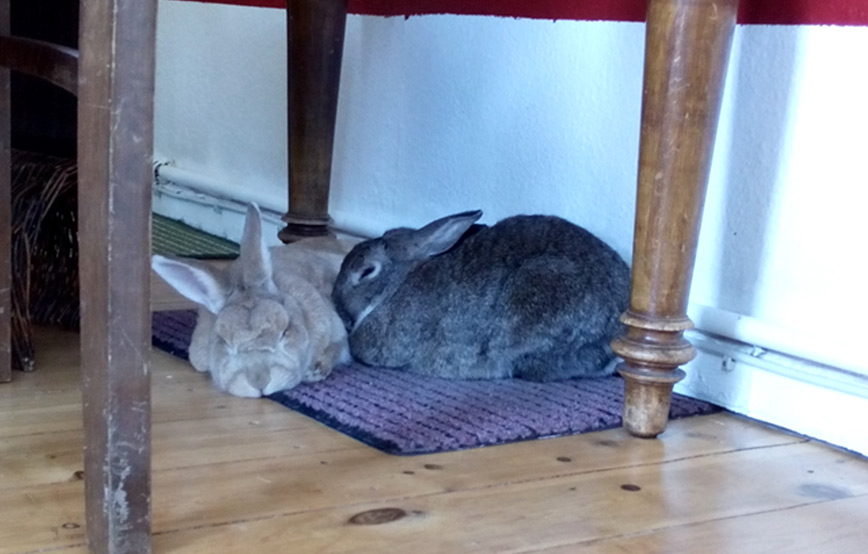zwei-kaninchen-liegen-unterm-tisch Kaninchen Langohr gehts fein im neuen Zuhause