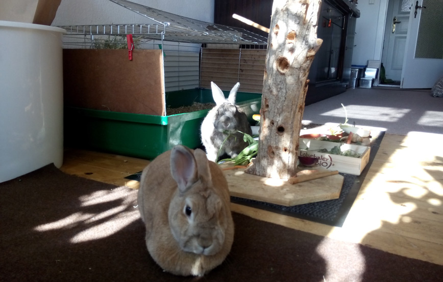 zwei-kaninchen-sitzen-auf-dem-boden-neben-offenem-käfig Kaninchen Langohr gehts fein im neuen Zuhause
