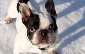 Bulldogge Grizu steht im schnee vermittelt