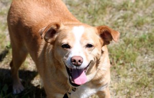 Hund Annie steht auf der wiese vermittelt