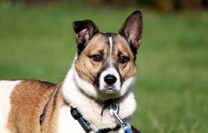 Hund Kaja mit leine vermittelt