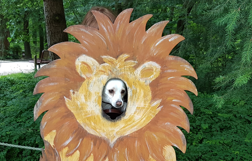 Hund cara hinter einer löwen maske