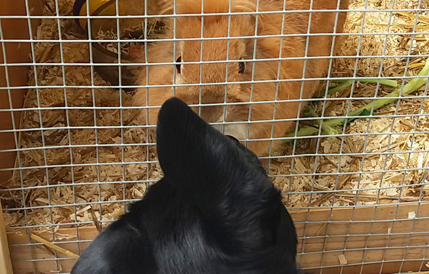 Hund-lucy-sitzt-vor-einem-käfig-und-beschnuppert-hasen Lucy - ich habe so schöne Sachen erlebt