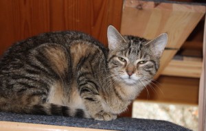 Katze Hannah glücklich vermittelt