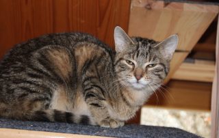 Katze Hannah glücklich vermittelt