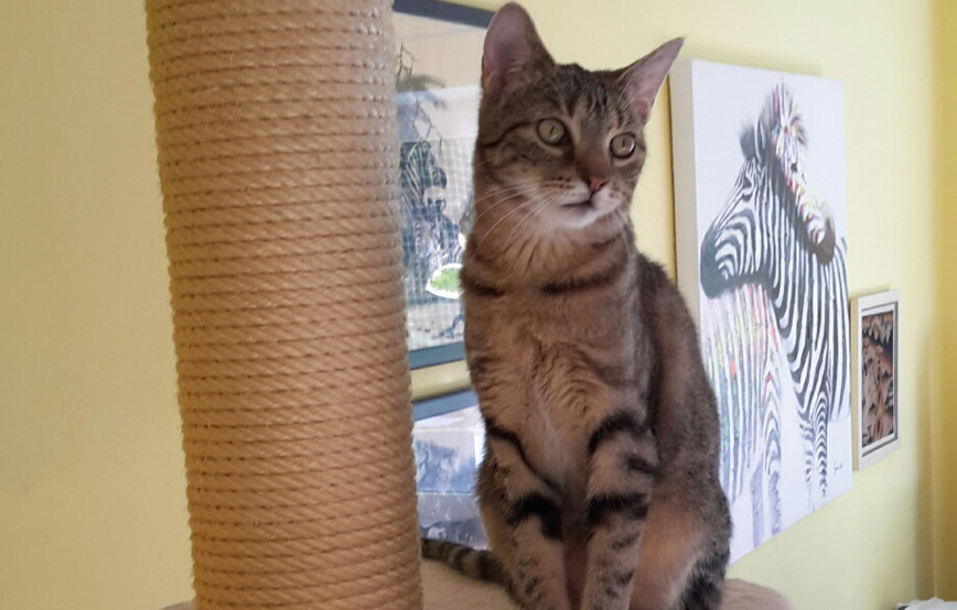 Katze-Hannah-sitzt-auf-dem-kratzbaum Zuhause gefunden - Susi heißt jetzt Shiro