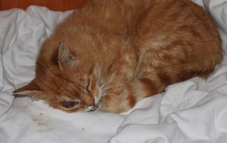 Katze sam liegt auf einer decke und schläft