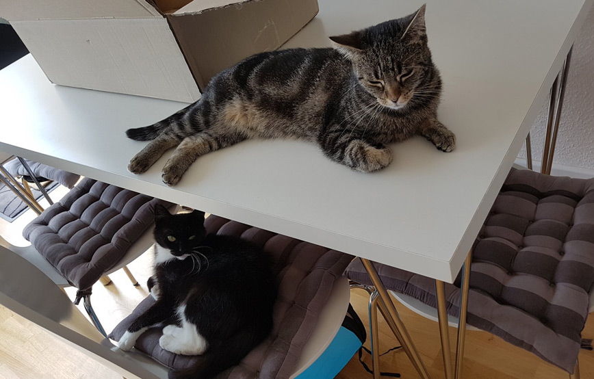 Katzen-minnie-und-jane-liegen-auf-Tisch-und-stuhl Tyson hat schon ein paar Freundinnen