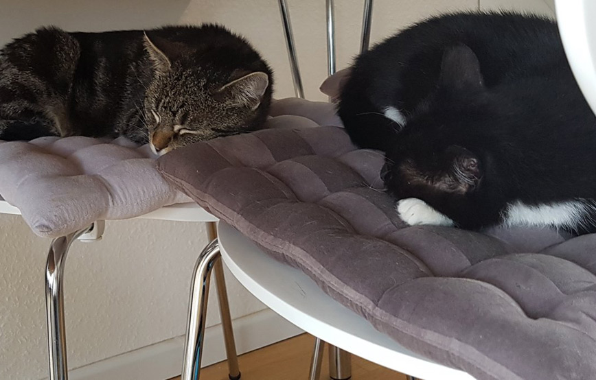 Katzen-minnie-und-jane-schlafen-auf-dem-stuhl Minnie Mouse & Lady Jane - wir haben uns gut eingelebt