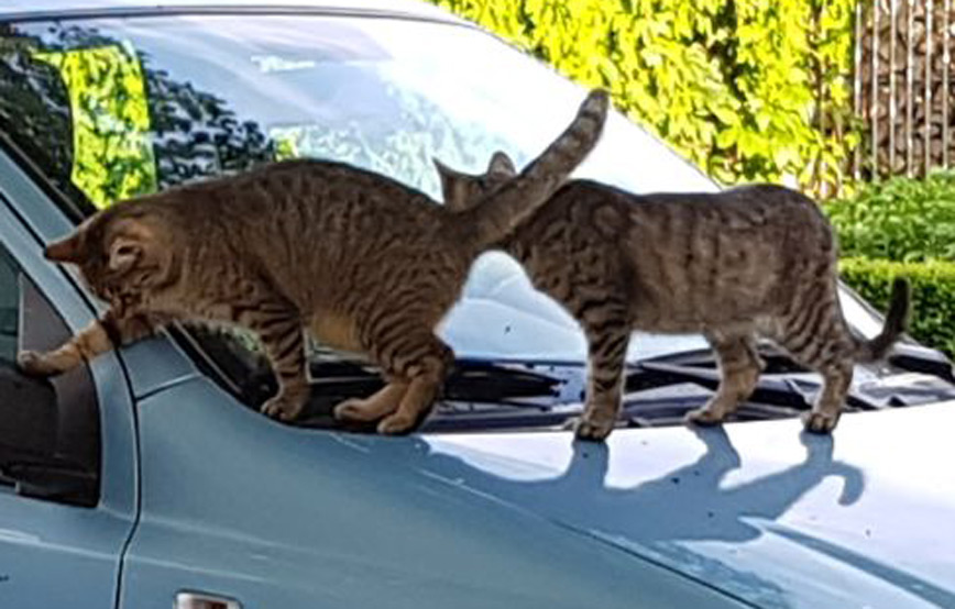 Katzen-xana-und-dana-klettern-auf-das-auto Murmel mag Maggi