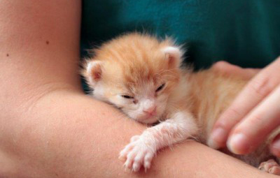 babykatze-auf-dem-arm-pflegestellen Georgie der Streuner ist dem Tode entgangen