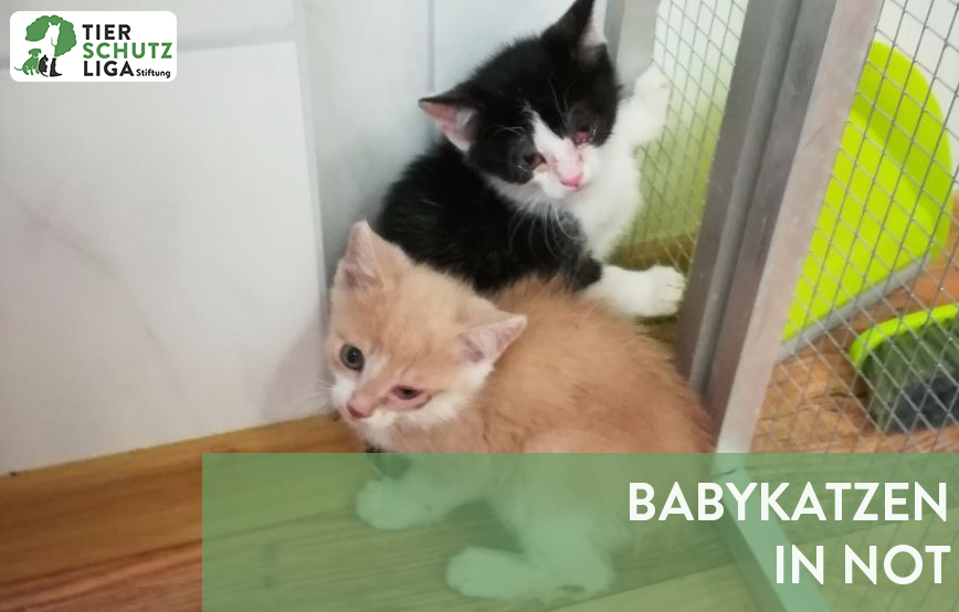 beitragsbild-babykatzen-in-not Weihnachtspate werden und unseren Tierheimen helfen