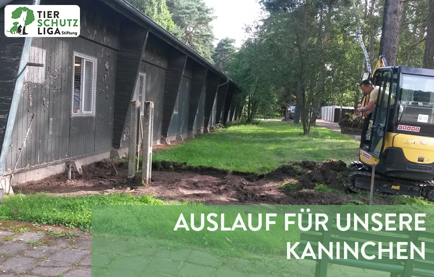 beitragsbild-kaninchen-auslauf-bagger Hunderassen für Anfänger