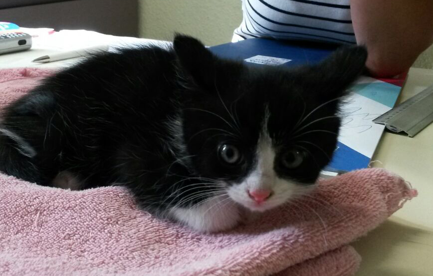 beitragsbild kätzchen sack zaun handtuch