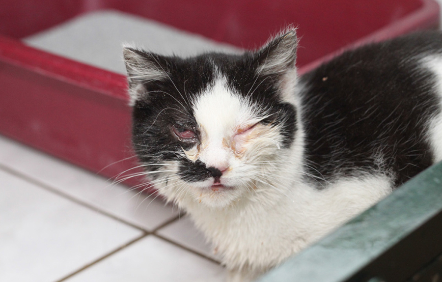 beitragsbild quarantäneboxen krankenstation