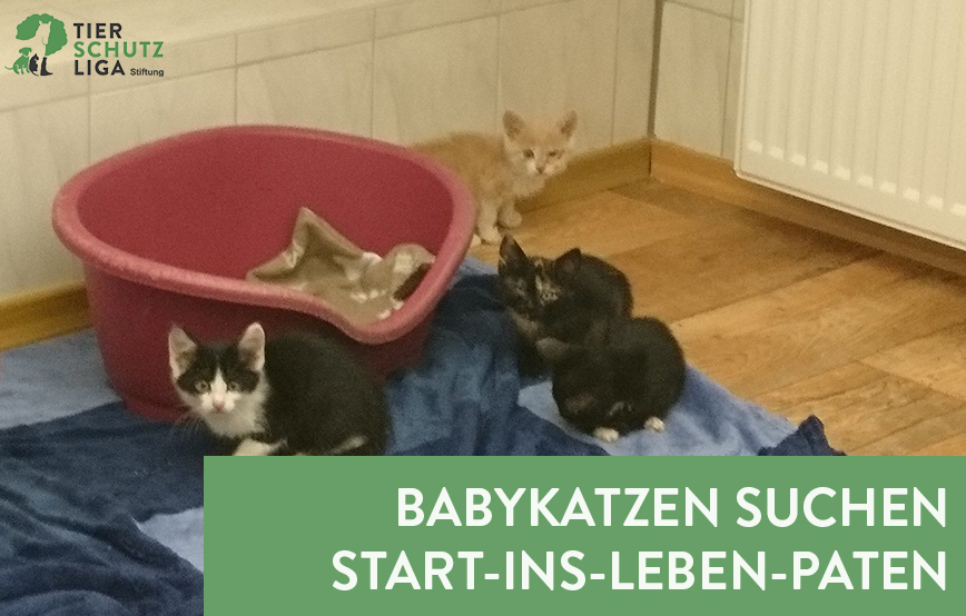 beitragsbild-start-ins-leben-patenschaft14_07 10 Kitten aus dem Tierheim Bückeburg suchen Start-ins-Leben Paten