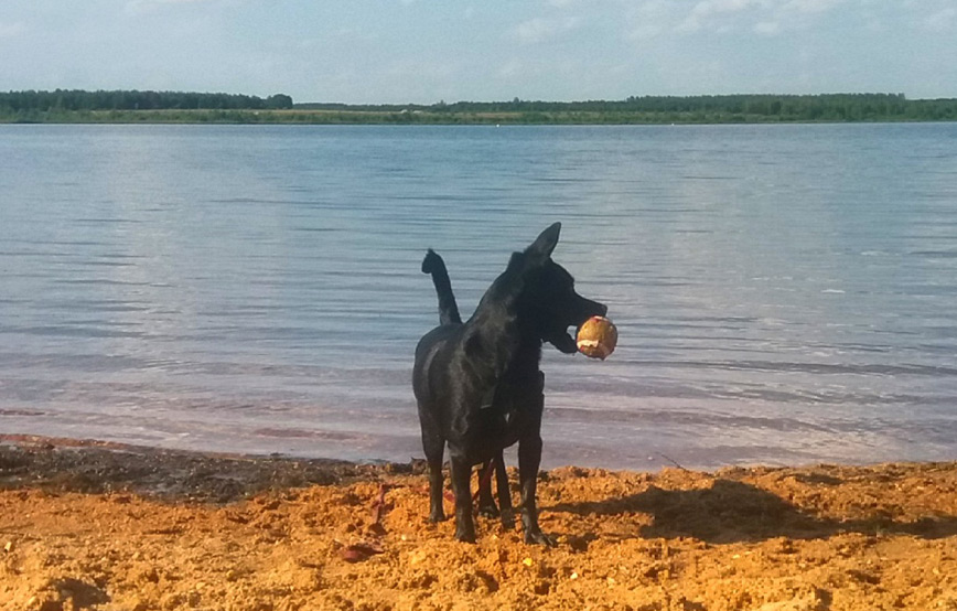 hund-lucy-am-strand-mit-ball Lucy - ich habe so schöne Sachen erlebt