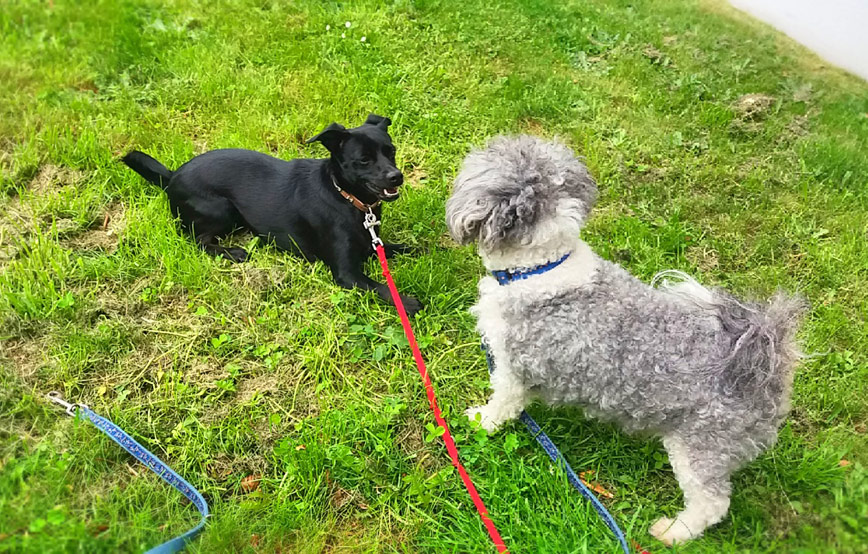 hund-lucy-liegt-auf-der-wiese-mit-anderen-hund Lucy - ich habe so schöne Sachen erlebt