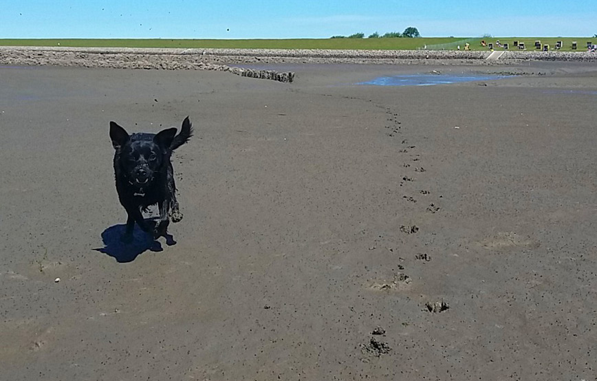 hund-lucy-tobt-im-schlamm Lucy - ich habe so schöne Sachen erlebt