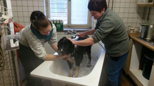 krankenstation-hund-baden Fachgerechte Krankenstation