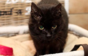 schwarze katze Emmy in einer box vermittelt