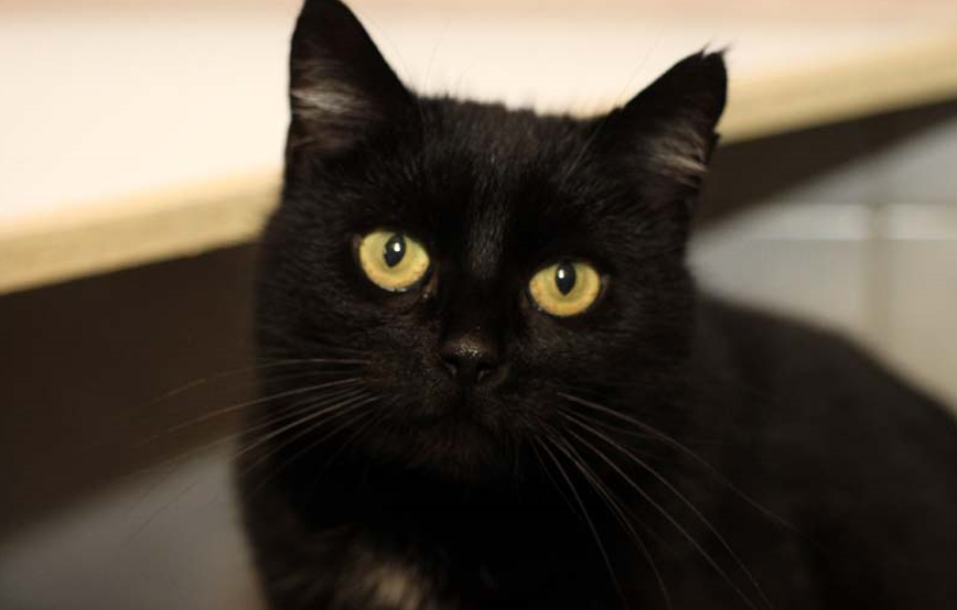 schwarze-katze-mecki-glücklich-vermittelt Glücklich vermittelt - Katzenstation München