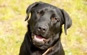 schwarzer hund Jack mit halsband vermittelt