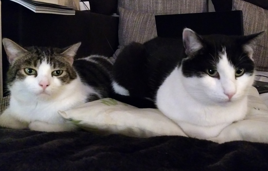 zwei-katzen-liegen-auf-der-couch Amelie - kleiner Wirbelwind und Schmusemiez - Update