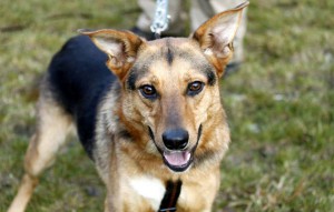 Hund Alus an der leine vermittelt