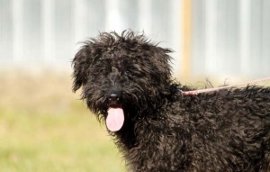 Hund Baily steckt die zunge raus