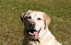 Hund Benny sitzt auf der wiese