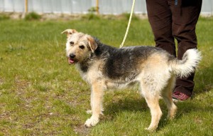 Hund Doro steht auf der wiese