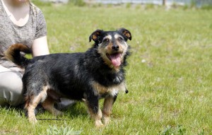 Hund Emil steht neben frau auf der wiese