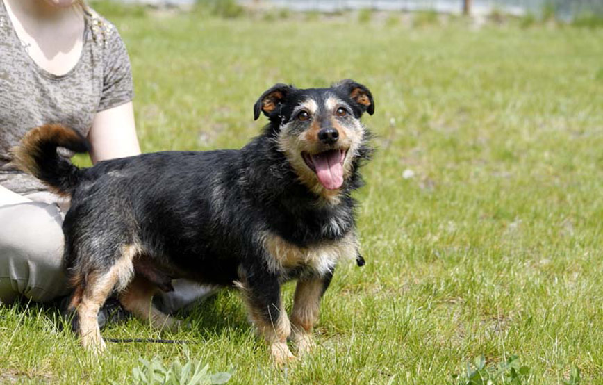 Hund-Emil-steht-neben-frau-auf-der-wiese Zuhause gefunden - Tierschutzliga Dorf