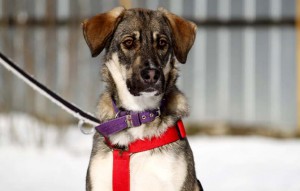 Hund Ghani mit rotem halsband im schnee