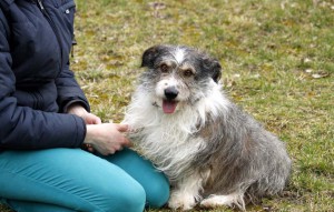 Hund Gustav sitzt auf der wiese neben frau