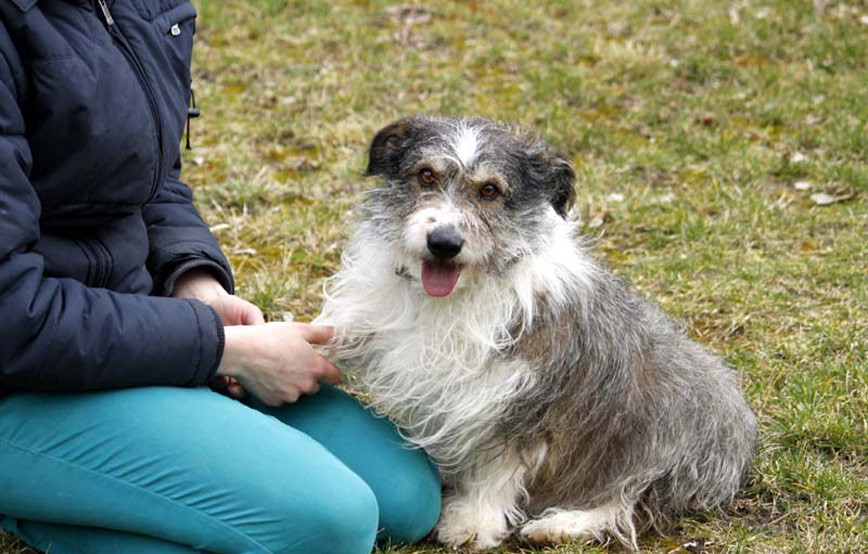 Hund-Gustav-sitzt-auf-der-wiese-neben-frau Zuhause gefunden - Tierschutzliga Dorf