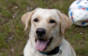 Hund Kira Wusel sitzt vor einem ball