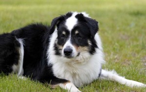 Hund Kolja liegt auf der wiese