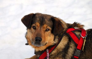 Hund Lisa liegt im schnee