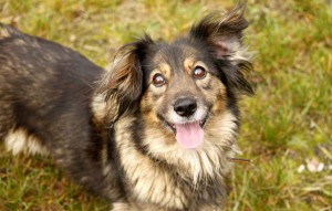 Hund Martha liegt auf der wiese vermittelt